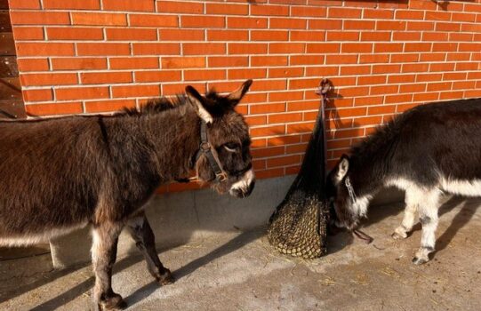 Unterstützte Projekte